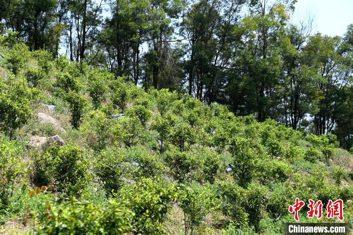 張高漢在深山內(nèi)大力發(fā)展林下經(jīng)濟?！埥鸫?攝