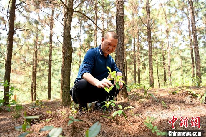 張高漢查看在松樹林下剛套種不久清明茶的生長情況?！埥鸫?攝